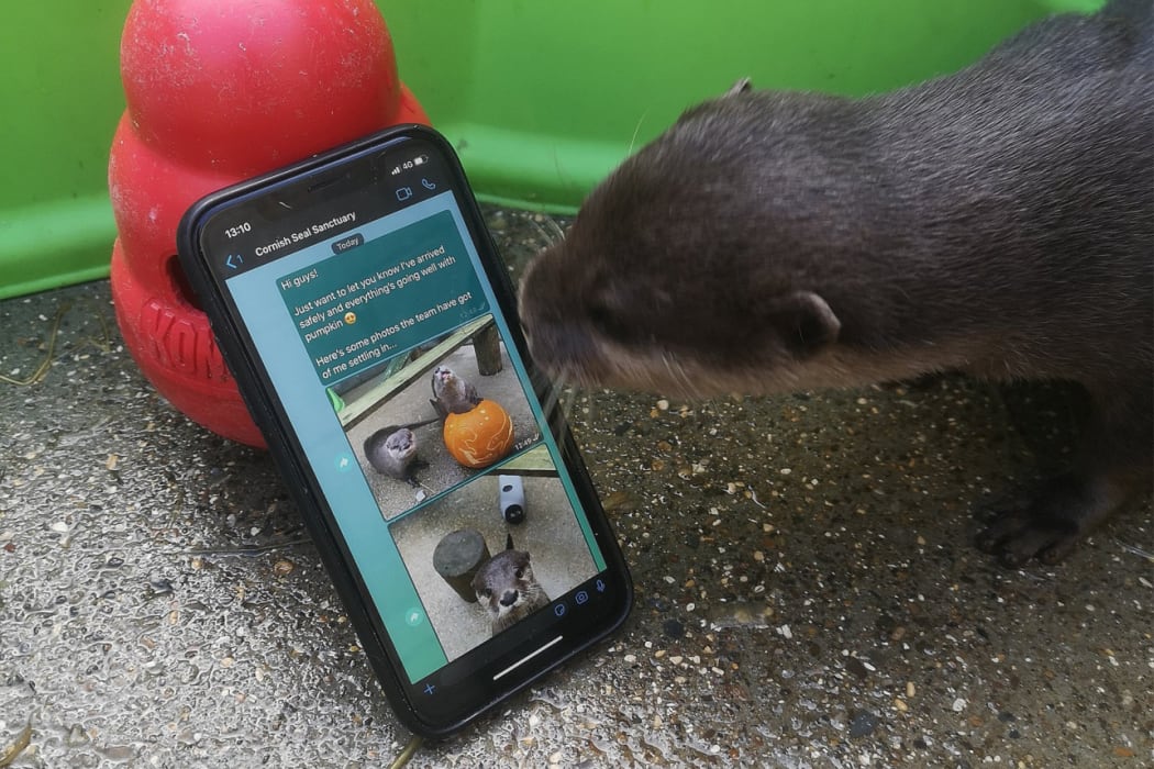 Otters in love