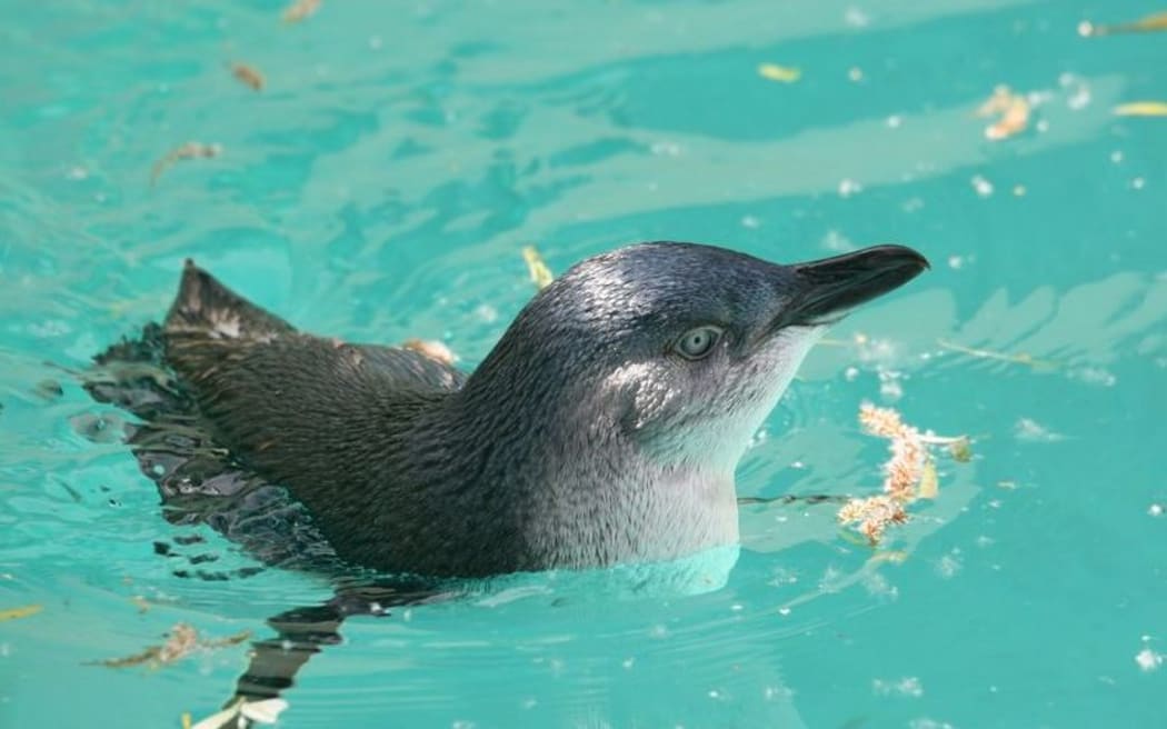 Little Blue Penguin