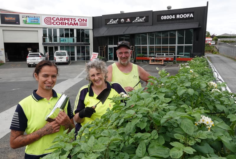 From left, Nike Rosenthal, Tracy Moore and Rick Harper of Roof BOI check their thriving potato crop.
