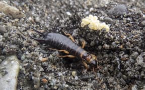 Seashore earwig