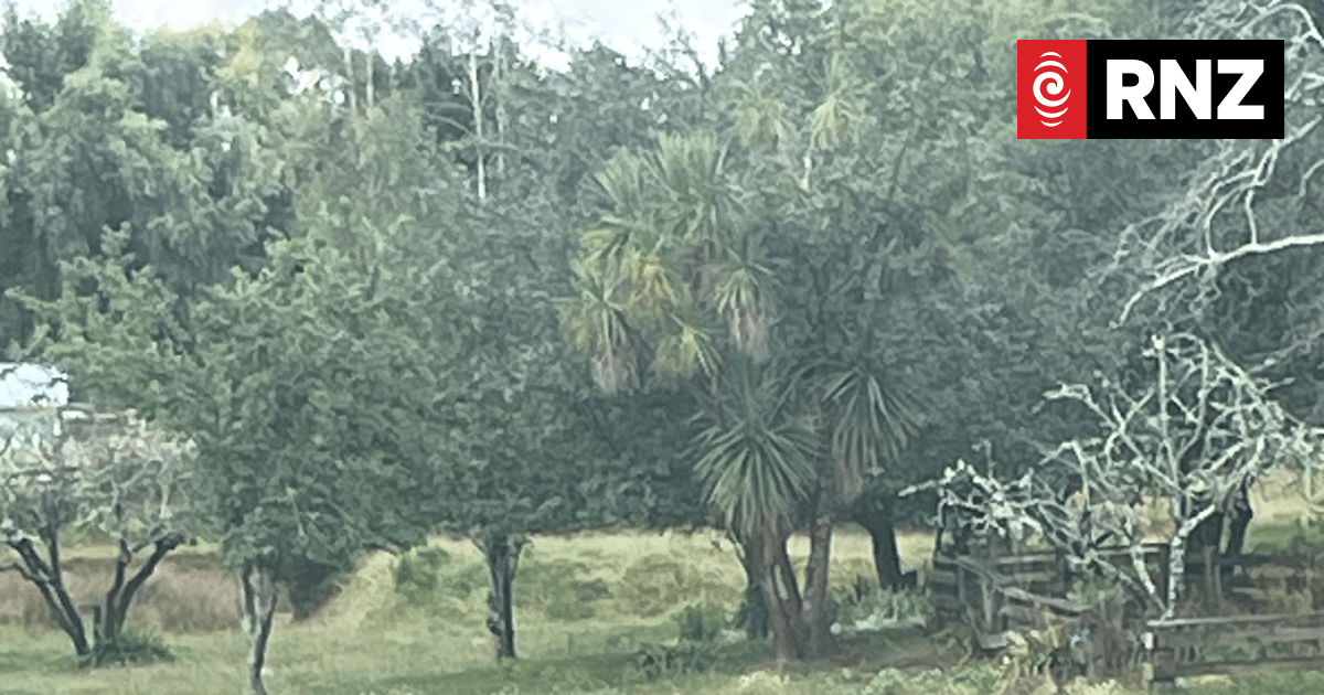 Wild deer wandering the streets of Whanganui