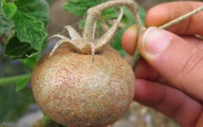 A tomato covered in the red spider mites.