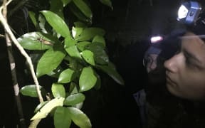A person wearing a headtorch at night illuminates a wētā sitting on a leaf
