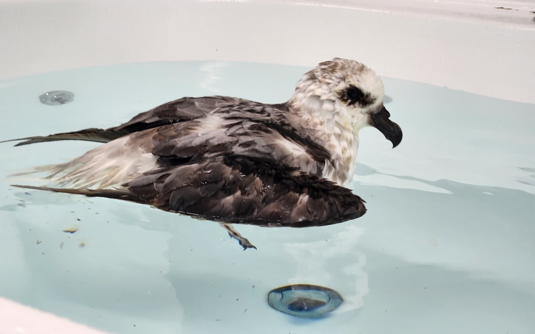 A white headed petrel doing a water test to check its swimming and water resistance.