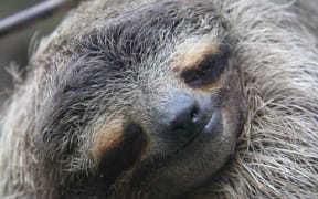 three-toed pygmy sloth