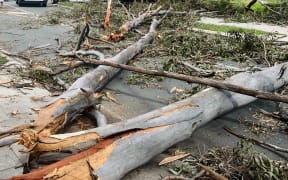Downed trees seen in Oxenford in Gold Coast, Queensland, Australia, after severe storms.