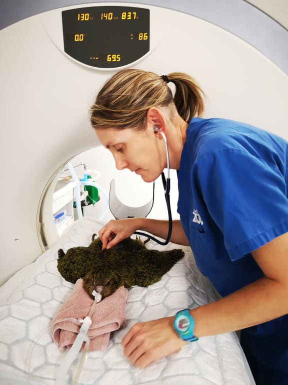 An Auckland Zoo vet monitors a kākāpō undergoing a CT scan during an investigation into whether it is suffering from aspergillosis.