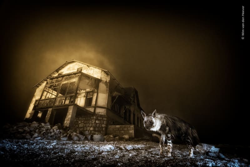 Wim van den Heever won the overall prize as well as the Urban Wildlife section with his photo called Ghost Town Visitor.