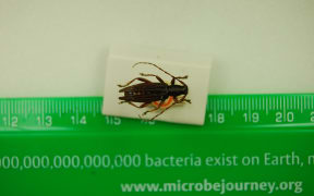 Pitt Island Longhorn Beetle