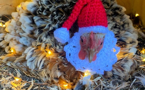 One of Mandy Watts' crocheted chicken hats.