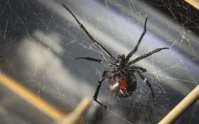 A large black spider with a red stripe on its abdomen.