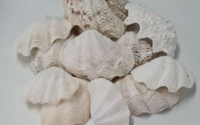 Shells confiscated by Department of Conservation