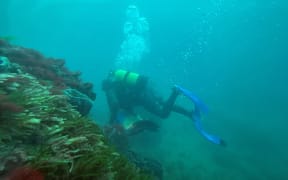Jamie Newell, diving off South Taranaki, says large areas of one of New Zealand’s most important fisheries could be wiped out by seabed mining