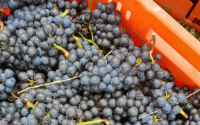 Pinot Noir grapes at harvest