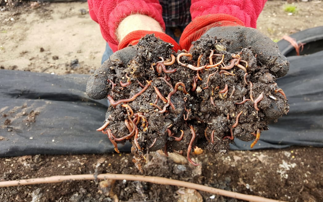 Worms glorious worms...