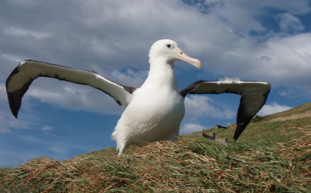 Northern royal albatross returns to Otago Peninsula.