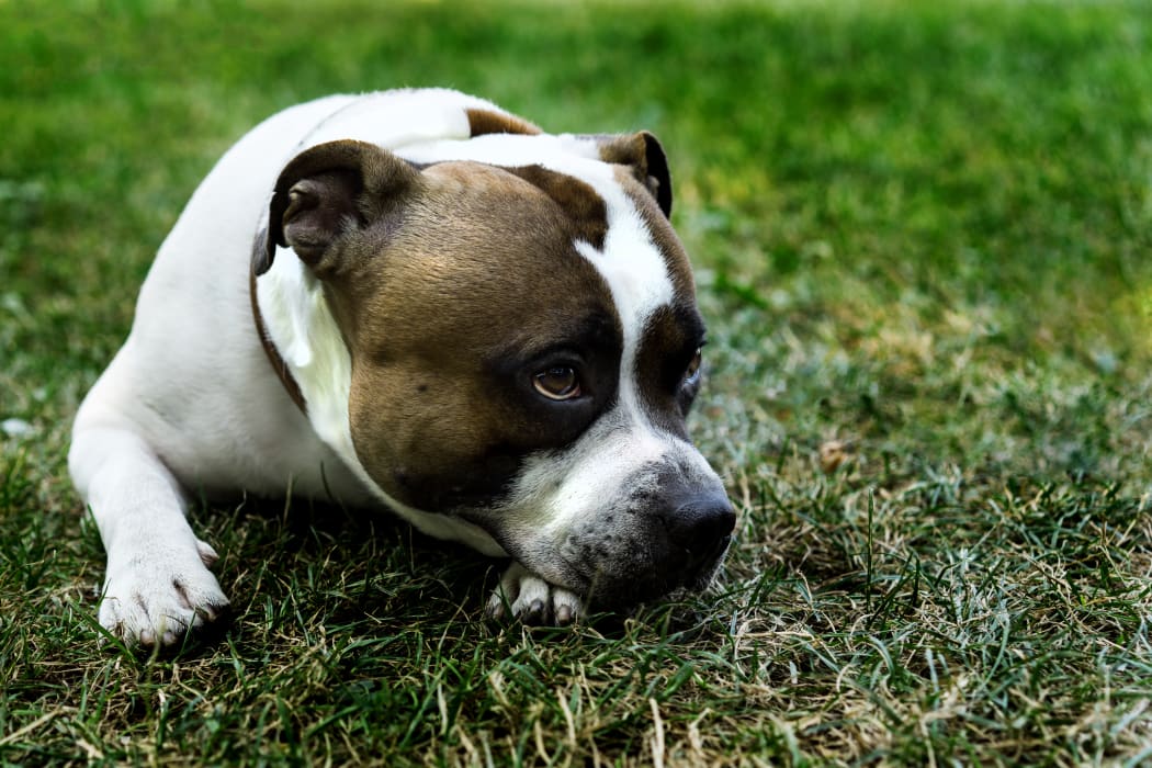 A sad staffordshire bull terrier lies on the grass.