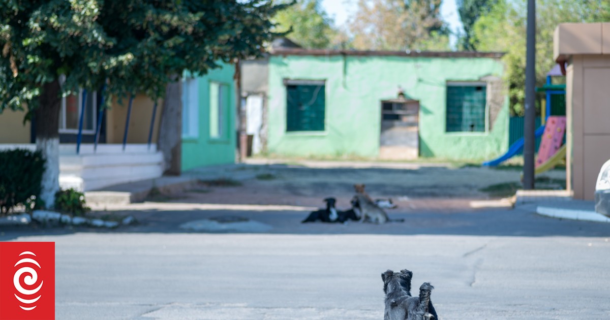 In-house dog desexing helps Auckland Council combat overpopulation