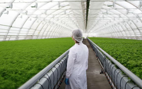 An agricultural scientist in a white lab coat surveys plants in a greenhouse.