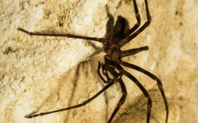 Nelson Cave Spider