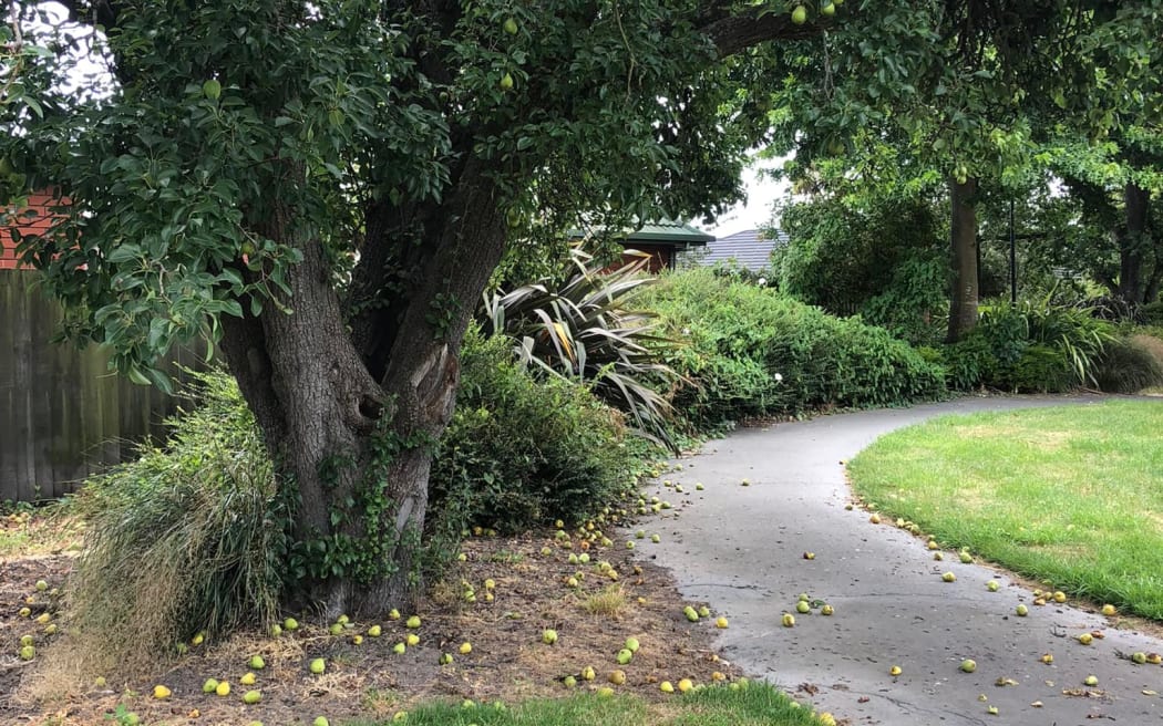 A tree laden with pears near a walkway in the Christchurch suburb of Addington.
