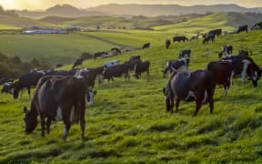 Grazing cows in green meadow of hilly countryside during sunset in new zealand