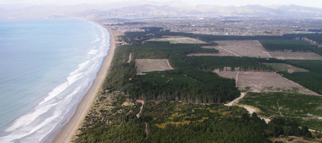 Bottle Lake Forest in Christchurch