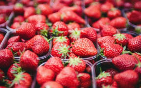 Microbes have been found to make strawberries more tasty