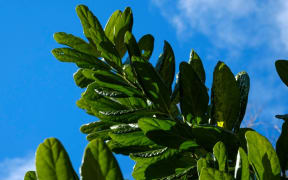 A close-up of new growth on one of the world's rarest trees, the Kaikōmako Manawa Tāwhi (Pennantia baylisiana).
