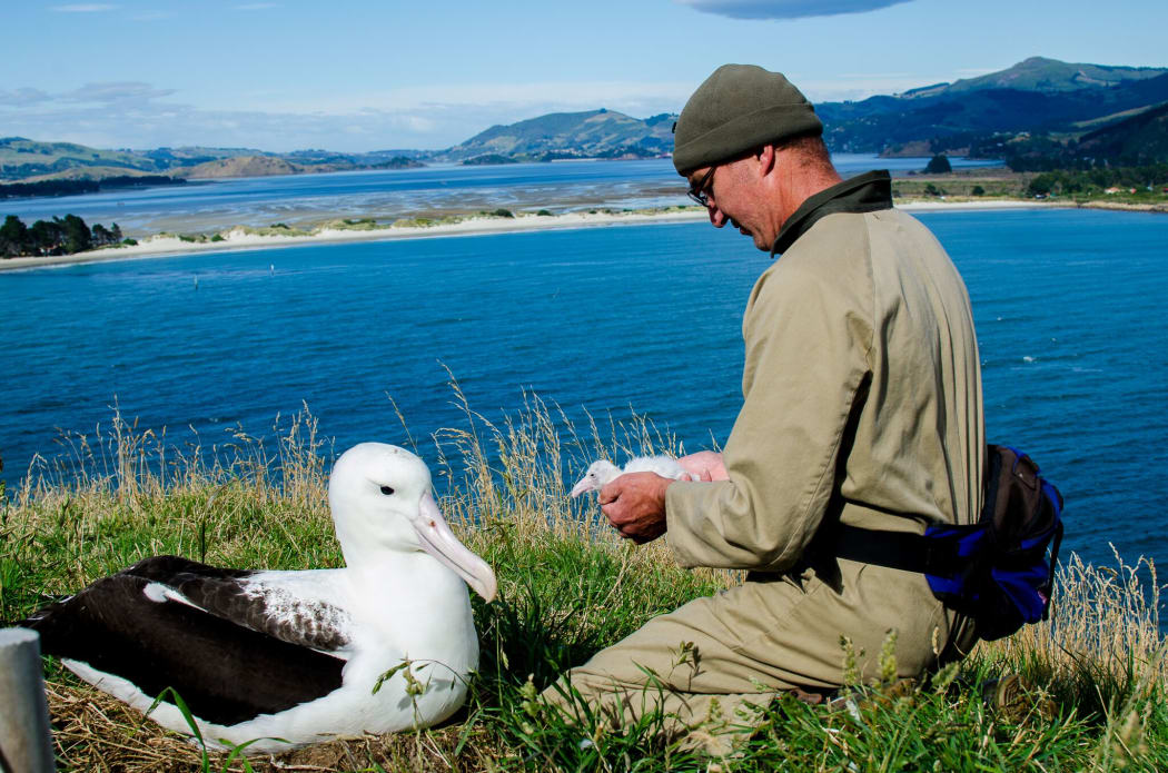 Albatros chick being checked on by DOC