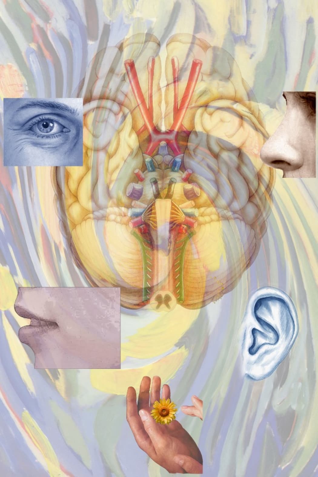 SENSATION, ARTWORK 
Representation of the five senses. 

DUVAL / BSIP (Photo by DUVAL / BSIP / BSIP via AFP)