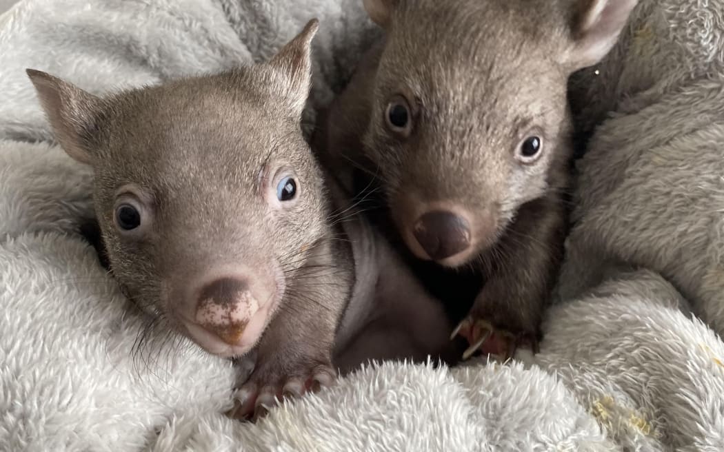 Wombats