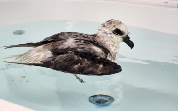 A white headed petrel doing a water test to check its swimming and water resistance.