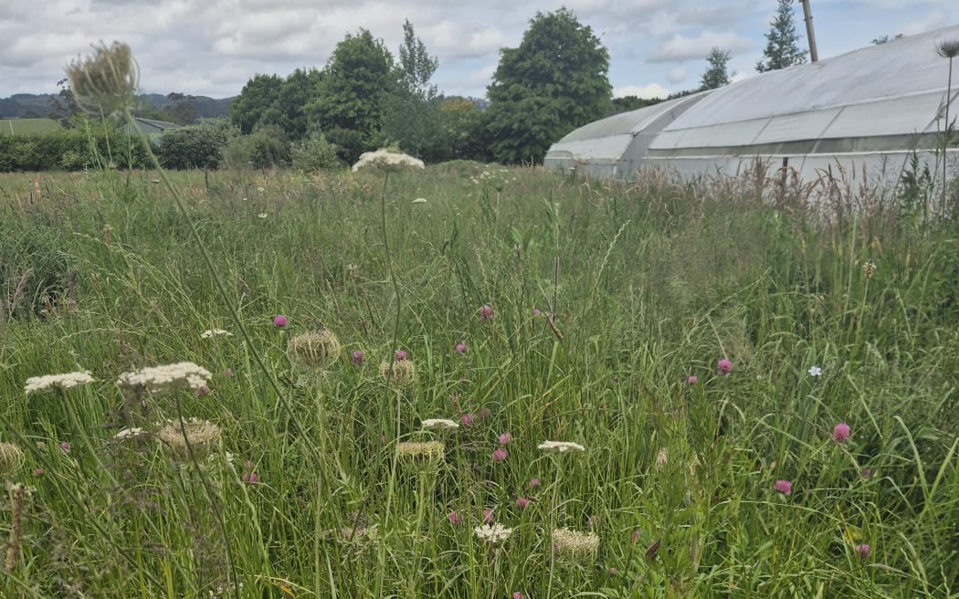 The wild meadow that sits outside the hot houses helps act as a natural biosecurity control in a reversal of the 'scorched earth' approach.