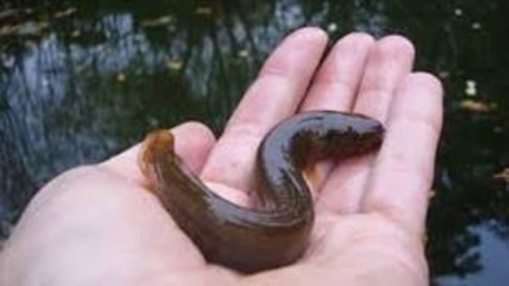 One of the mudfish that needed to be transferred.