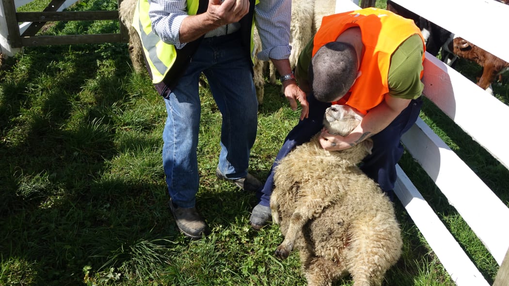 Tutor Graeme Allomes showing prisoners how to correctly catch sheep.