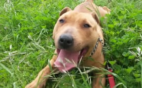 Dogs like this Masterton puppy have been held in conditions below national standards ahead of million-dollar upgrades to local facilities