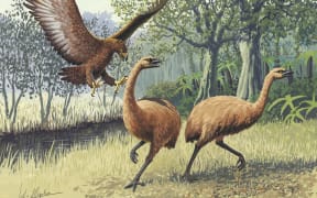 Haast's eagle attacking moa