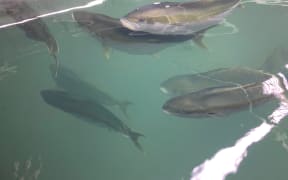 Brood stock at NIWA's on-land kingfish farm.