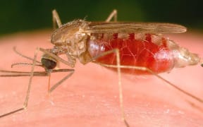 Anopheles Freeborni Mosquito Pumping Blood.