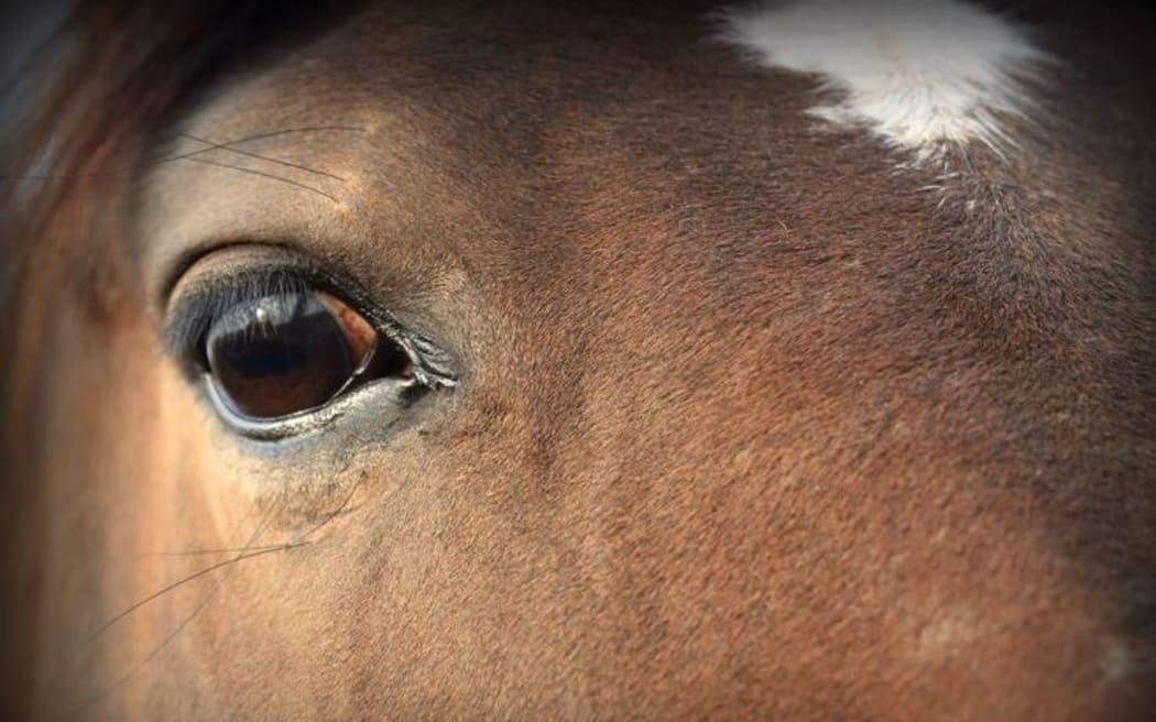 Horses can be frightened by fireworks.