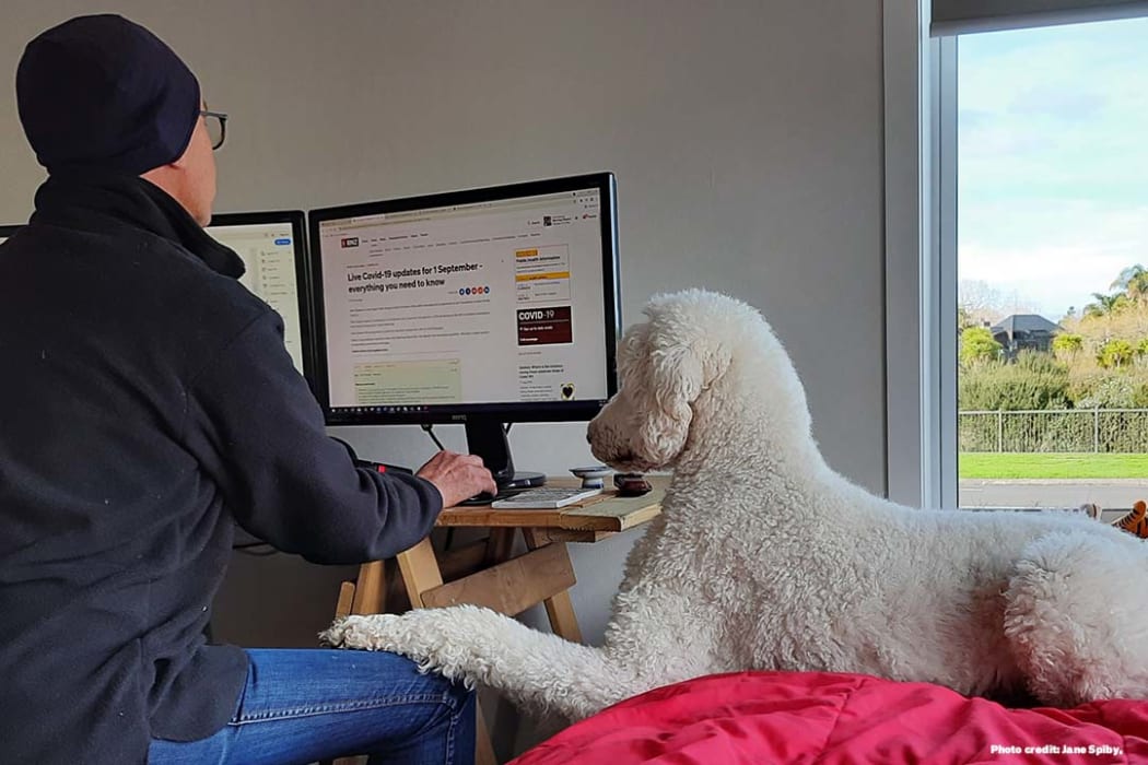 A standard poodle sitting next to a man on the computer.