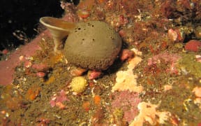 New sponge found at Dusky Sound in Fiordland
