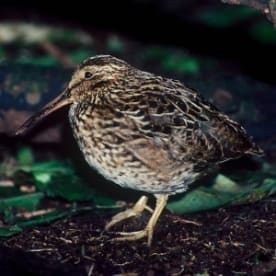 Photo for Chatham Island snipe