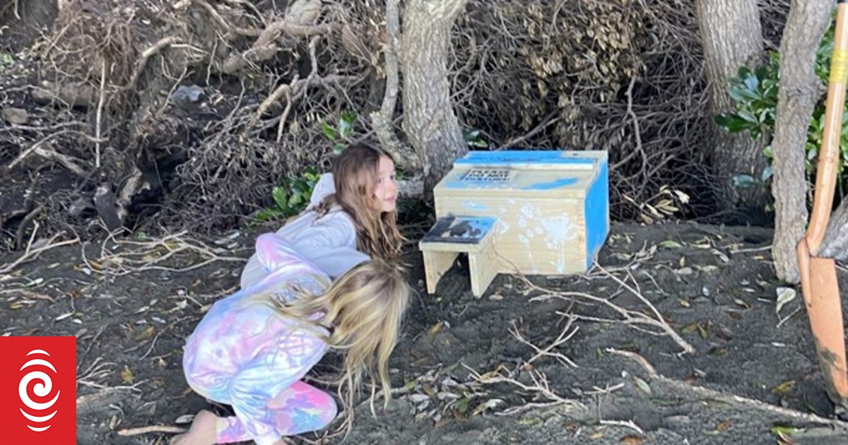 Brood boxes for little penguins installed at Piha - Vimarsana News