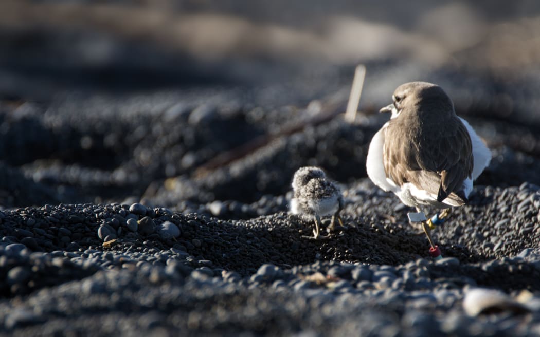 Dad protects chick
