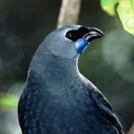Photo for Kōkako