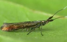The red clover casebearer moth.