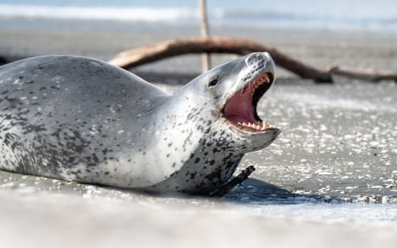 A leopard seal spotted on the beach at Petone, Lower Hutt, displays a warning behaviour on 8 September, 2022.
