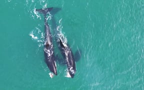 Orca swimming at Whangaparaoa.